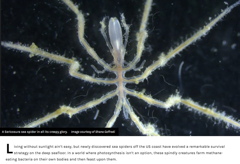 iflscience - First-Known Species Of Methane-Powered Sea Spiders Have Been Discovered In The Deep Sea