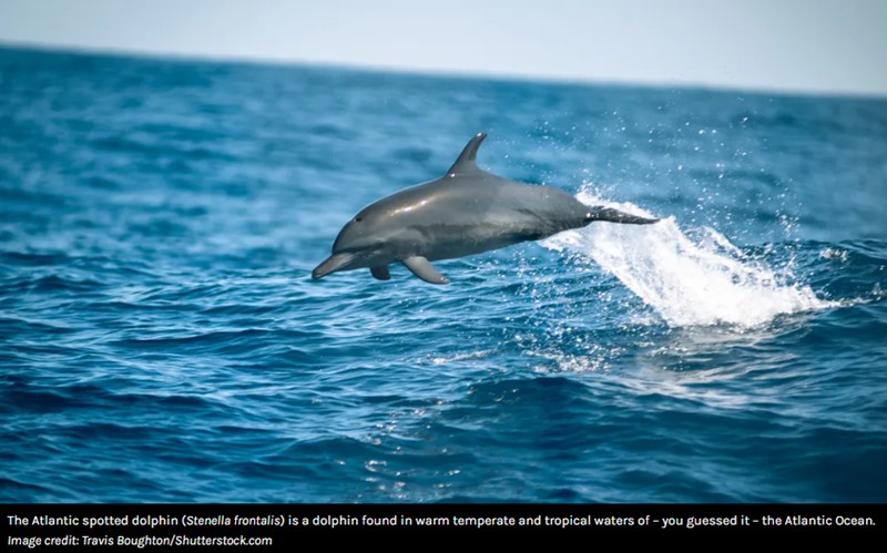 iflscience - Google bosserait sur une IA pour tenter de communiquer avec les dauphins