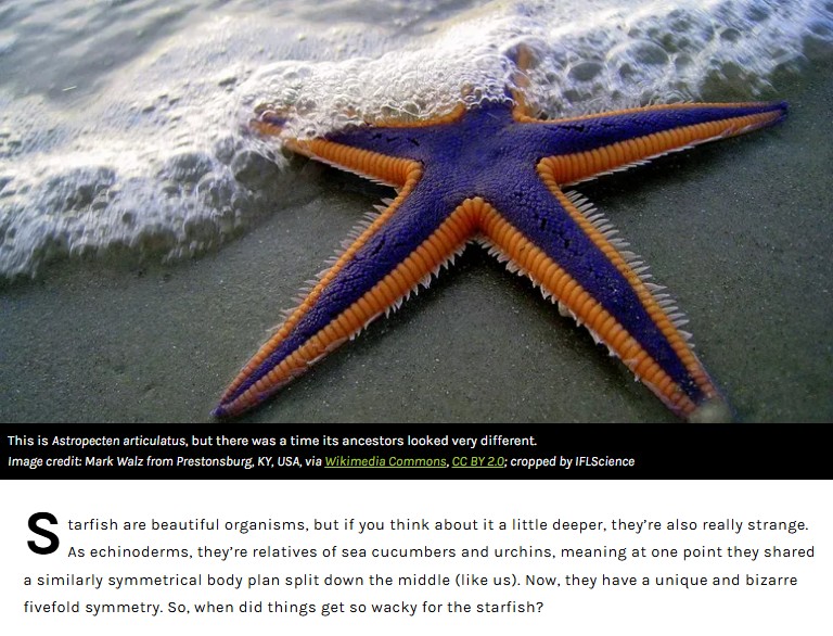 iflscience - How Did The Starfish Become A Star? 500-Million-Year-Old Fossil Solves Evolutionary Mystery