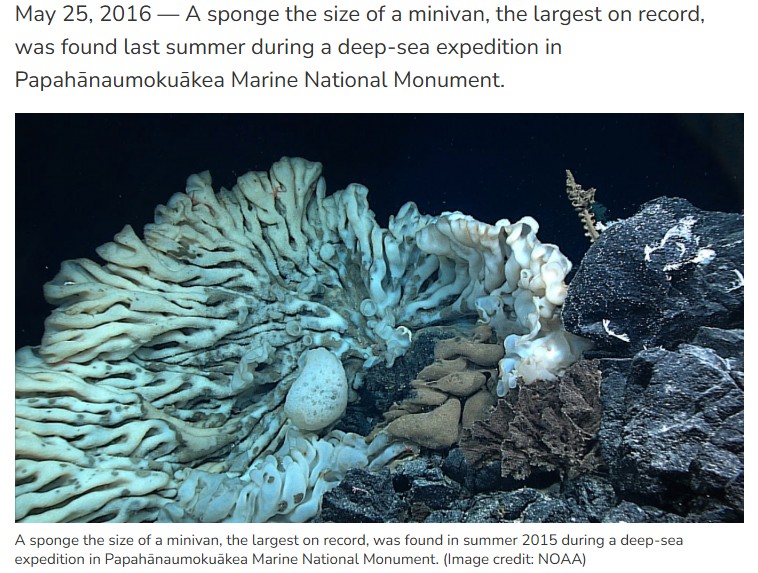 iflscience - The Longest Living Animals On Earth Have Been Alive For 2,300 Years