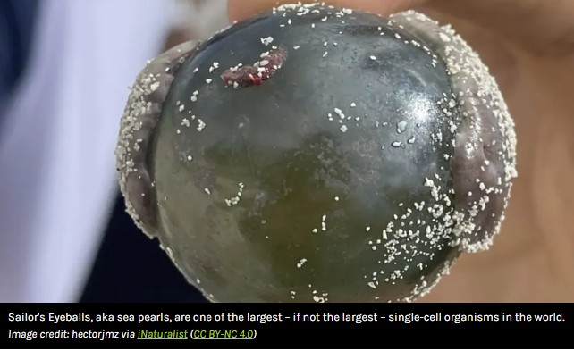 iflscience - The “Sailor’s Eyeball” Blob Is One Of The Largest Single-Celled Organisms Ever Discovered