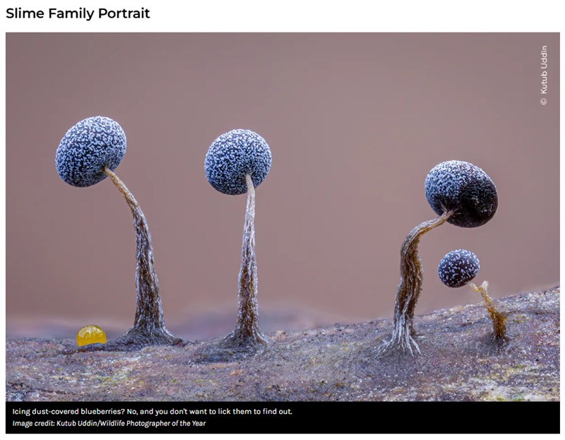 iflscience - Wasp “Riding A Broomstick” Among Fantastic Finalists Of Wildlife Photographer Of The Year