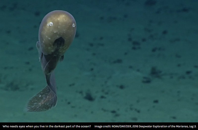 iflscience - Watch: Rare Footage Captures Freaky Faceless Cusk Eels Lurking On The Deep-Sea Floor