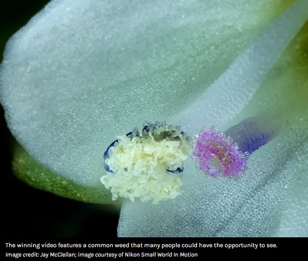 iflscience - Watch The Nikon Small World In Motion 2025 Video Winners Here – They're Tiny And Extraordinary