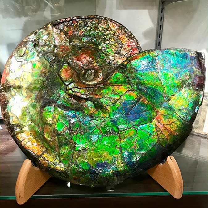 iflscience - >What Makes Ammolite Gemstones, A Rare Kind Of Fossilized Ammonite, So Vibrant? It’s All In The Nacre