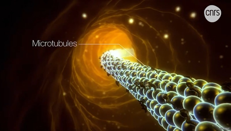 CNRS Lejournal - Nanocorps : une nouvelle arme contre la maladie d’Alzheimer