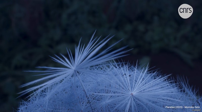 CNRS Lejournal - Momoko Seto, exploratrice du vivant