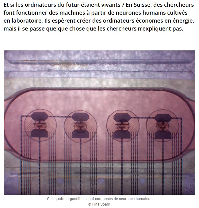 lesnumeriques - “Nous ne comprenons pas“ : l’organoïde cérébral, un ordinateur à base de neurones humains, semble percevoir son environnement