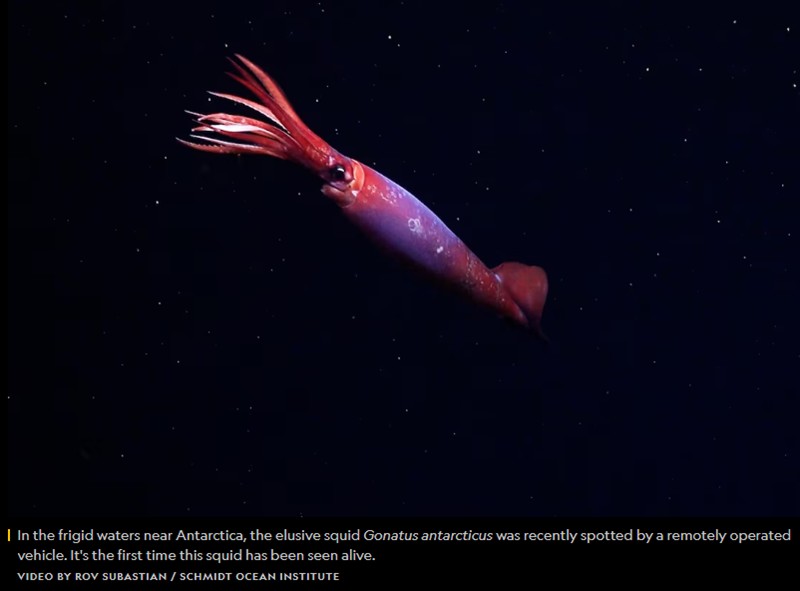 nationalgeographic - In the frigid waters near Antarctica, the elusive squid Gonatus antarcticus