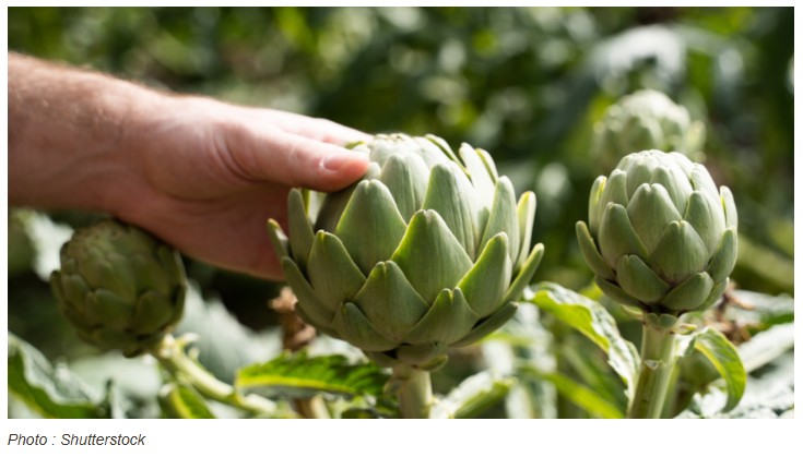 positivr - Ces 12 légumes perpétuels assurent des années de récoltes sans avoir à les replanter