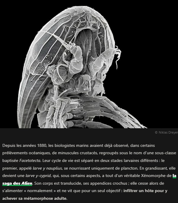 presse-citron - Une larve étrange, entre alien et parasite, découverte dans les océans