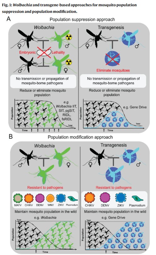 sciencepost - Des scientifiques déploient une « MST de moustiques » (et ça pourrait sauver des millions de vies)