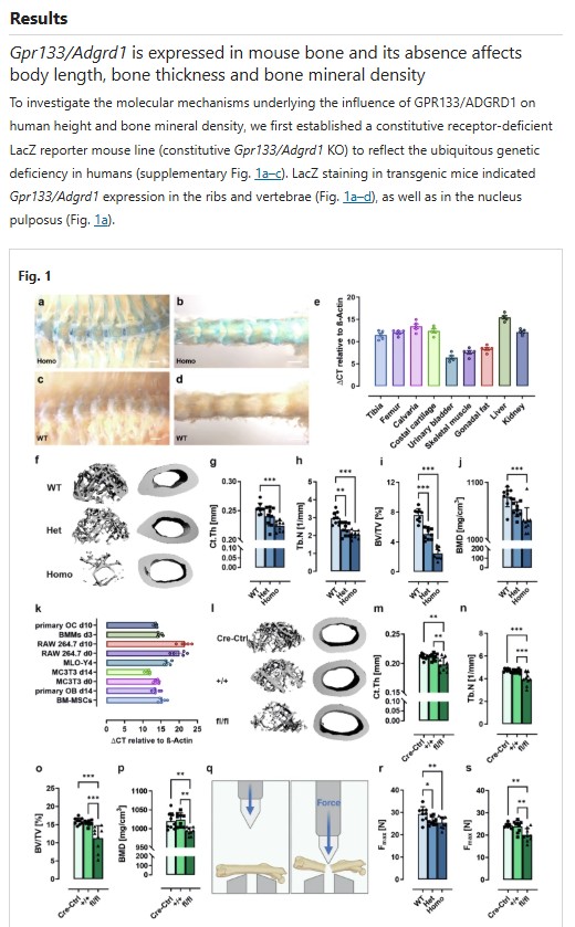 sciencepost - Vous souffrez d’ostéoporose ? On tient peut-être enfin LA molécule qui pourrait tout changer