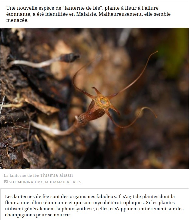 sciencesetavenir - De nouvelles 'lanternes de fée' découvertes près d'un sentier de randonnée en Malaisie