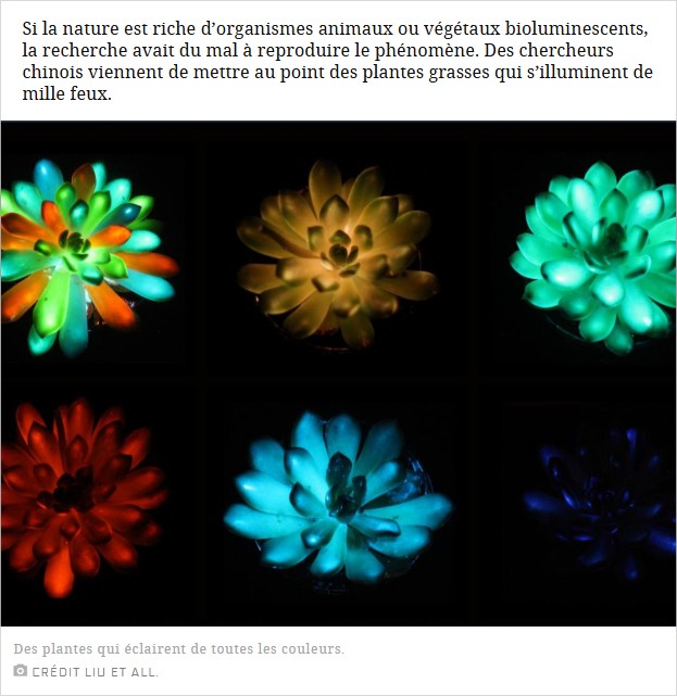 sciencesetavenir - Des scientifiques inventent des plantes lumineuses qui se rechargent au soleil