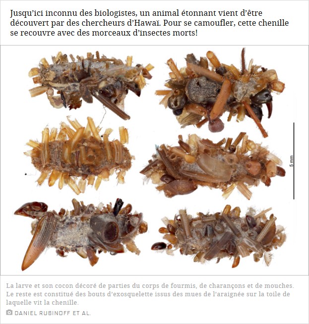 scienceetavenir - La chenille qui se déguisait avec des bouts de cadavres