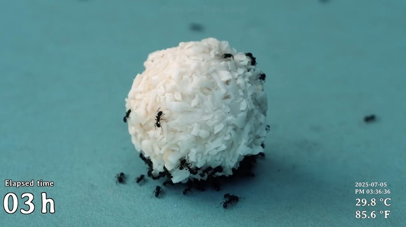 theawesomer - Ants vs. Sweet Treat Time-lapse