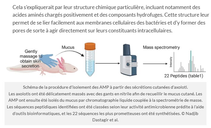 trustmyscience - Et si le mucus d’axolotl devenait une arme contre les super-bactéries et les cellules cancéreuses ?
