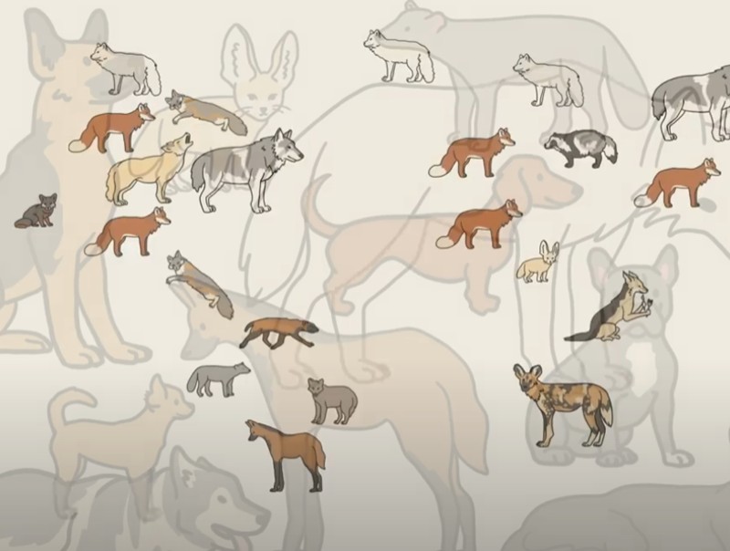 MinuteEarth - All the dogs, explained