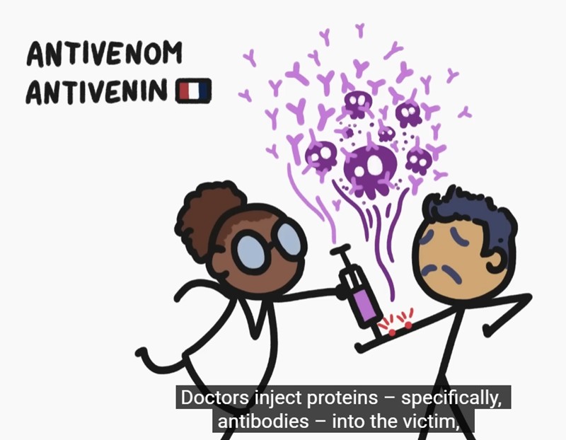 MinuteEarth - The Problem with Antivenom