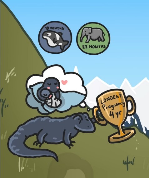 MinuteEarth - This Salamander is pregnant for (up to) 4 YEARS