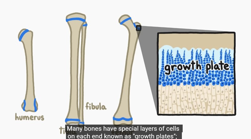 MinuteEarth - Why Don't Our Bones Keep Growing Forever