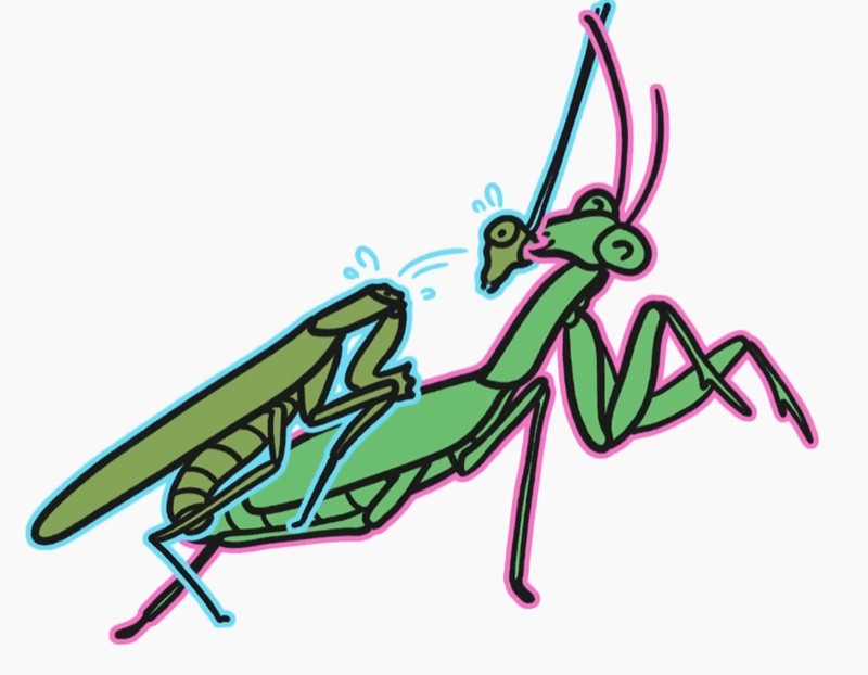 MinuteEarth - Why is it always males that get eaten during sex