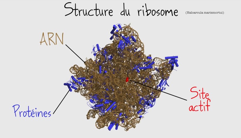 ScienceEtonnante - L'ARN aux Origines de la Vie sur Terre ? — Le Monde à ARN