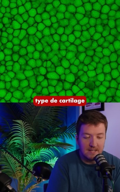 Scilabus - Un NOUVEAU type de cartilage découvert
