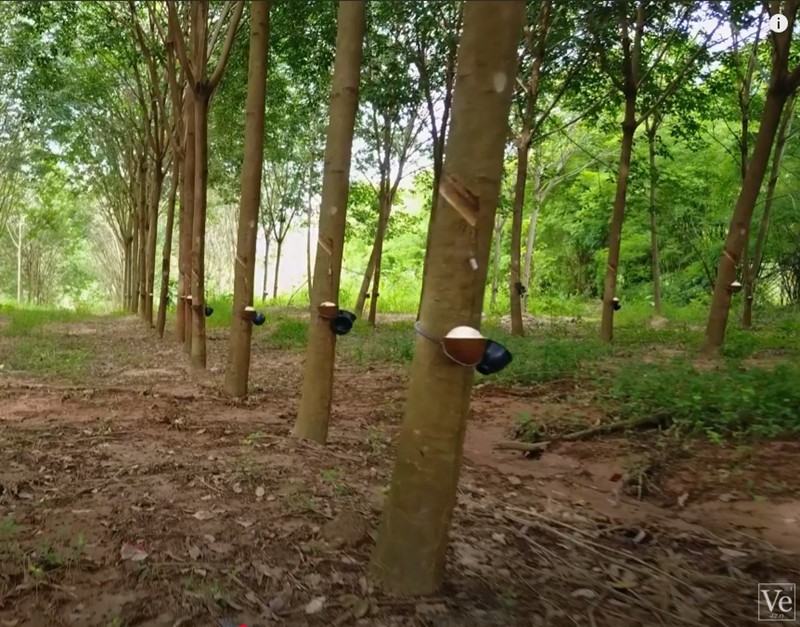 Veritasium - This is the natural disaster to worry about (sur le caoutchouc)