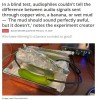 lehollandaisvolant - In a blind test, audiophiles couldn't tell the difference between audio signals sent through copper wire, a banana, or wet mud