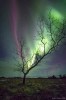 APOD - The Aurora Tree