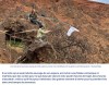 futura-sciences - Accroché à une falaise, le dernier arbre de son espèce pourrait encore échapper à l'extinction