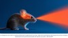 futura-sciences - De la reconstruction de ce que voit une souris