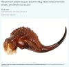 gizmodo - Du zinc et d'autres métaux dans le dard des scorpions
