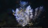 iflscience - Beautiful New Sea Slug Smaller Than A Grain Of Rice And Covered In Sesame Seed-Like Spots Discovered