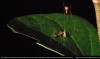 iflscience - Newly Discovered Spider Is Basically A Mechanical Engineer, Building Spring-Loaded Snares To Catapult Its Prey