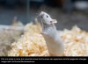 iflscience - Scientists Made Mice Fear A Smell They'd Never Experienced – But It Had Traumatized Their Parents