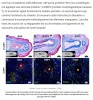 sciencepost - la découverte géniale qui a permis de faire repousser l’orteil d’une souris