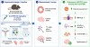 sciencepost - Ce composé de cuivre réduit de 42 % les protéines Alzheimer en réparant une pompe cérébrale défaillante — les essais humains se rapprochent