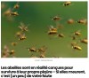 sciencepost - Les abeilles sont en réalité conçues pour survivre à leur propre piqûre