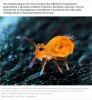 sciencesetavenir - Sous nos pieds, la terre grouille de vie