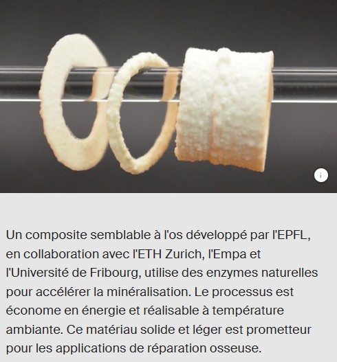 EPFL - Une structure imprimable en 3D favorise la croissance osseuse rapide