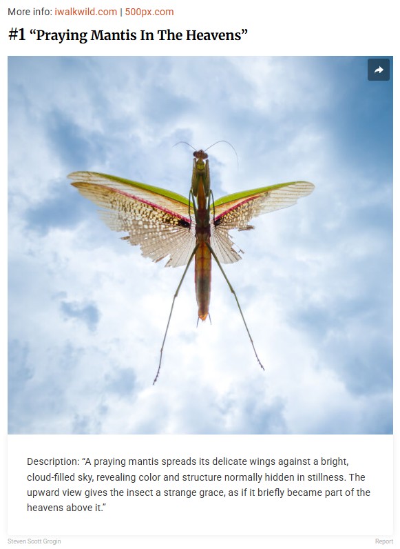 boredpanda - smartphone wildlife photography Steven Scott Grogin