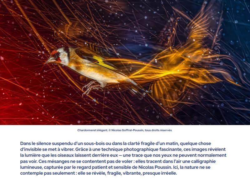 futura-sciences - Ces photos révèlent ce que nos yeux ne voient jamais chez les oiseaux