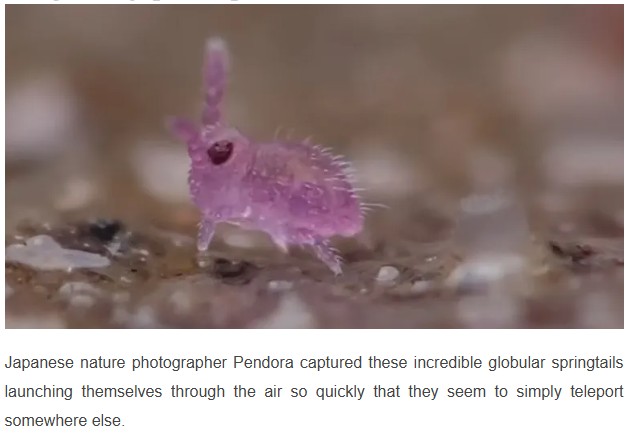 geeksaresexy - Tiny Pink Springtails Appear to Teleport When They Jump
