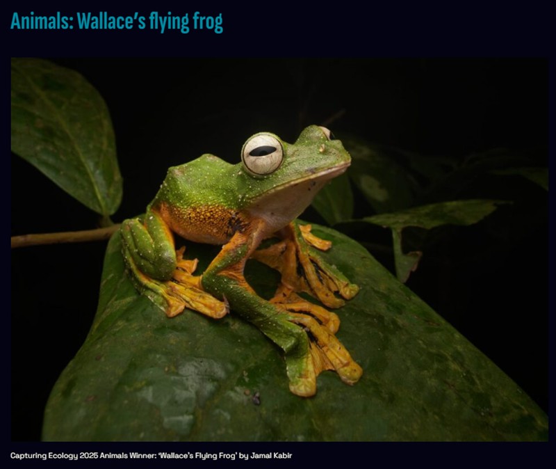 gizmodo - Gaze Deeply Into Nature With These Award-Winning Ecology Photos