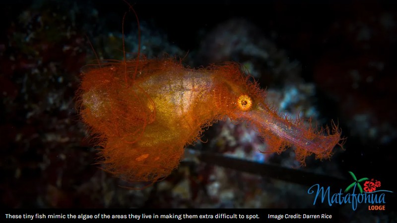 iflscience - New Hairy-Looking Ghost Pipefish Is A Real-Life Mr Snuffleupagus