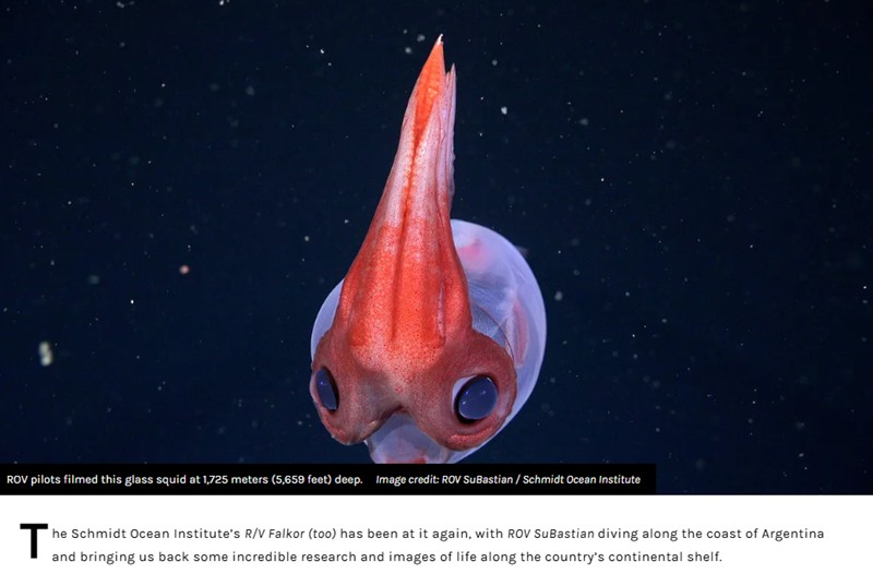 iflscience - Watch A Giant Phantom Jellyfi
