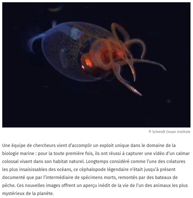 JDG - Pour la 1ère fois, un calmar colossal vivant filmé dans son milieu naturel